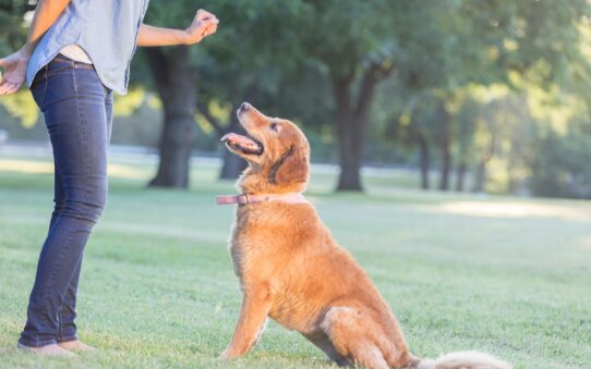 why-dog-training-is-essential-for-a-happy-and-well-behaved-pet