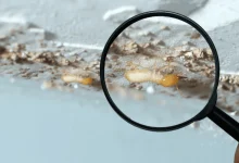 the-ultimate-guide-to-termite-inspection:-protecting-your-property-from-silent-destroyers